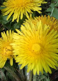 Close-up of yellow sunflower blooming outdoors