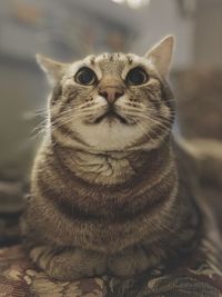 Close-up portrait of a cat