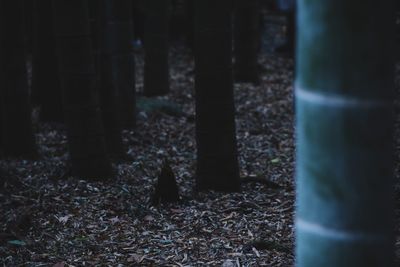 Trees growing on field in forest