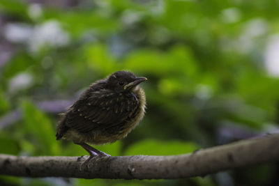 Close-up of bird perching on branch