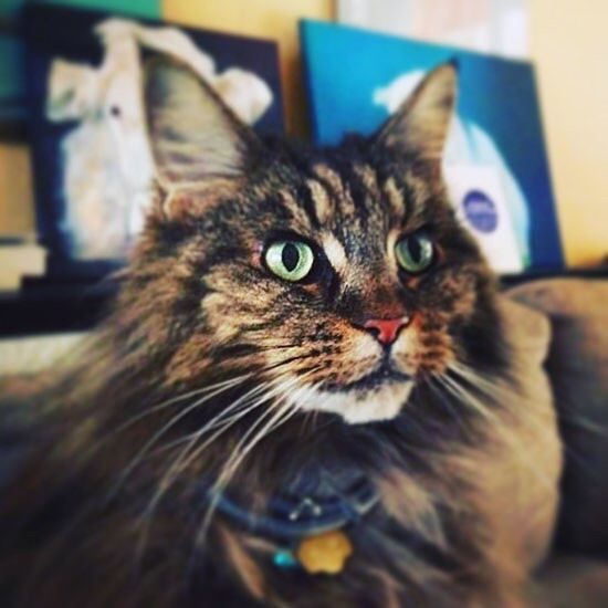 CLOSE-UP PORTRAIT OF CAT ON FLOOR