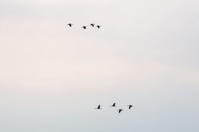 Flock of birds flying in sky