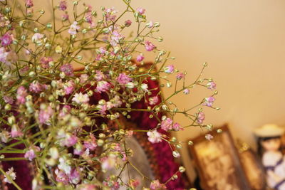 Close-up of pink flowering plant