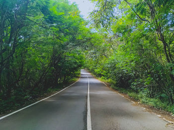 Empty road amidst trees in forest