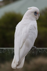 Close-up of little corella perching on glass railing