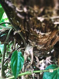 Close-up of tree trunk in forest