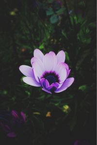 Close-up of purple flowers blooming outdoors