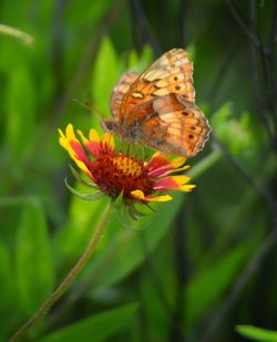 Close-up of insect on flower