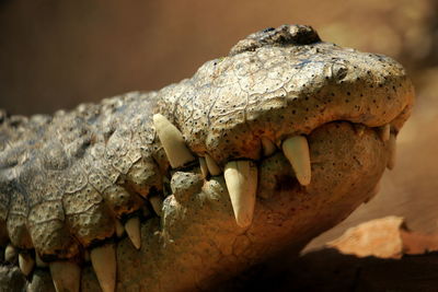 Close-up of a reptile