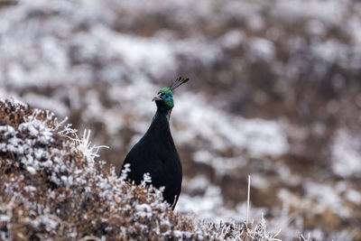 Close-up of bird perching on snow