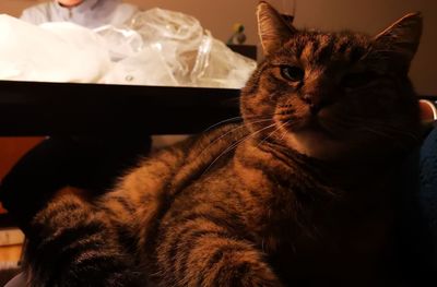 Close-up portrait of a cat at home