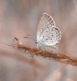 Close-up of butterfly on plant