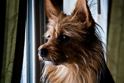 Terrier on guard