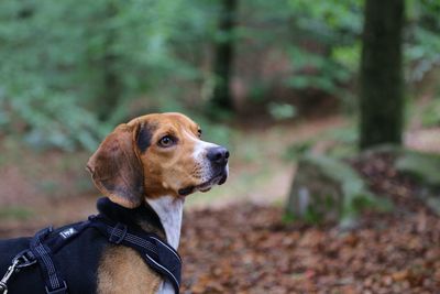 Dog looking away