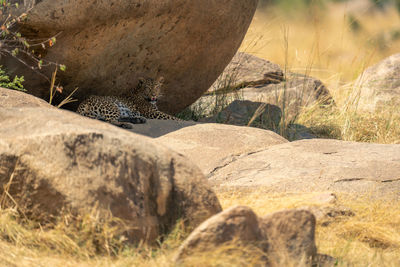 Leopard lies