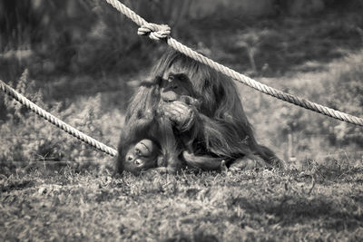 View of monkey on field