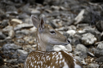 Close-up of giraffe