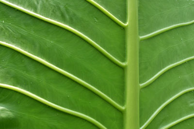 Full frame shot of green leaves