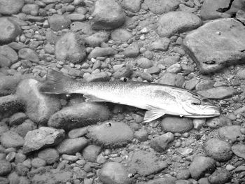 High angle view of fish in sea