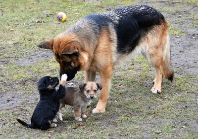 Two dogs playing on grass