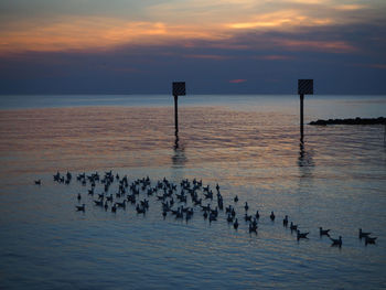 Birds swimming in sea against sunset sky