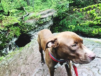 Close-up of dog by plants