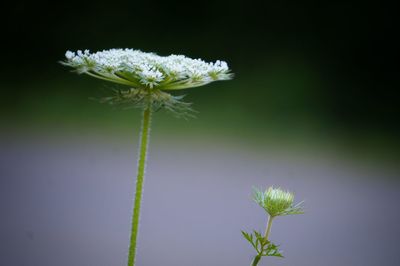 Close-up of cow parsnip blooming outdoors