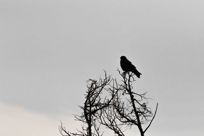 Low angle view of bird perching on bare tree against sky