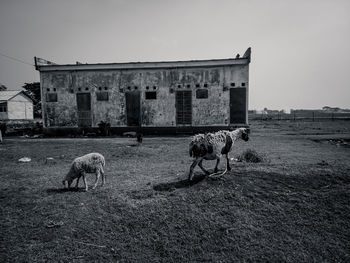 Horse on field by building against sky