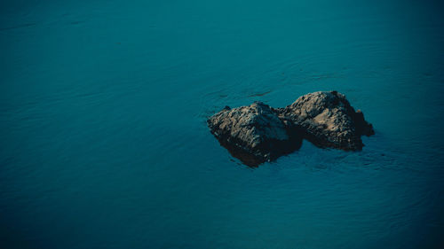 High angle view of crab in sea