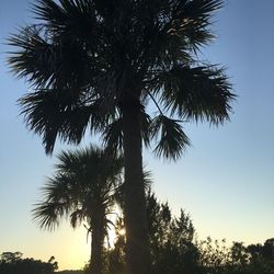 Low angle view of palm trees