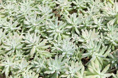 Full frame shot of fresh green plants in market