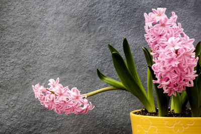 Close-up of flowers