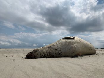 Surface level of sand on beach against sky