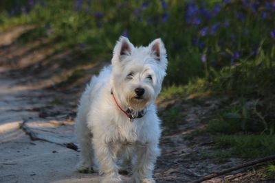 Portrait of white dog standing on land