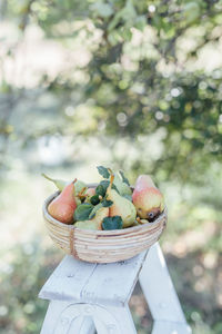 Close-up of pears in basket on white ladder