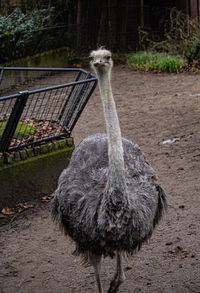 Close-up of bird on field