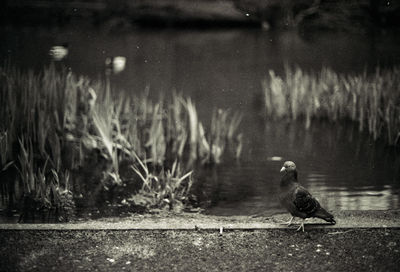 Bird in a lake