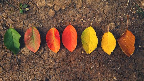 High angle view of autumn leaves on plant