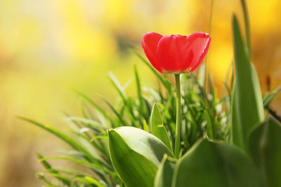 Close-up of red tulip