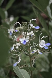 Close-up of purple flowering plant