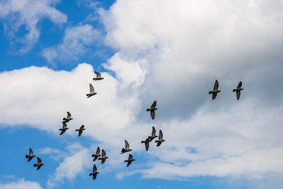 Low angle view of birds flying in sky