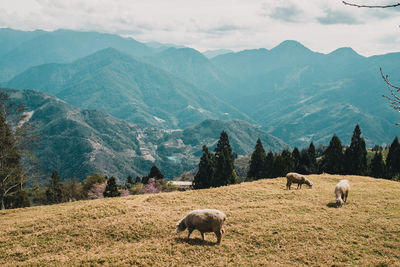 Sheep grazing in a field