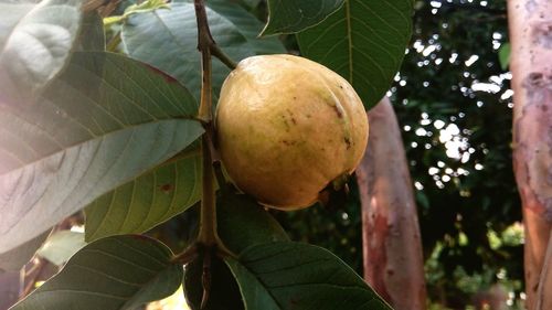 Low angle view of fruits hanging on tree