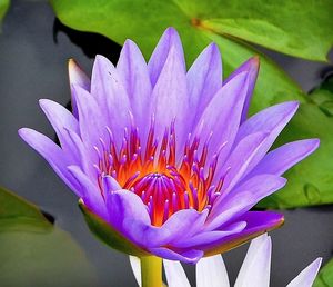 Close-up of water lily