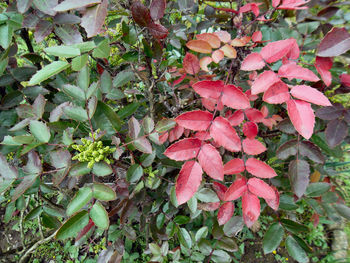 High angle view of pink leaves on field