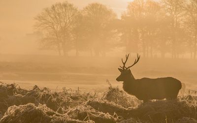 Silhouette deer on field against sky during sunset