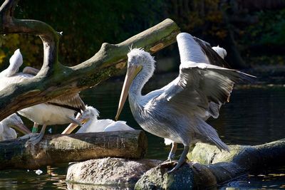 View of birds perching on rock