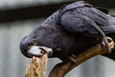 Close-up of bird perching on branch