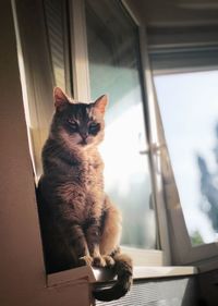 Close-up of cat sitting on window